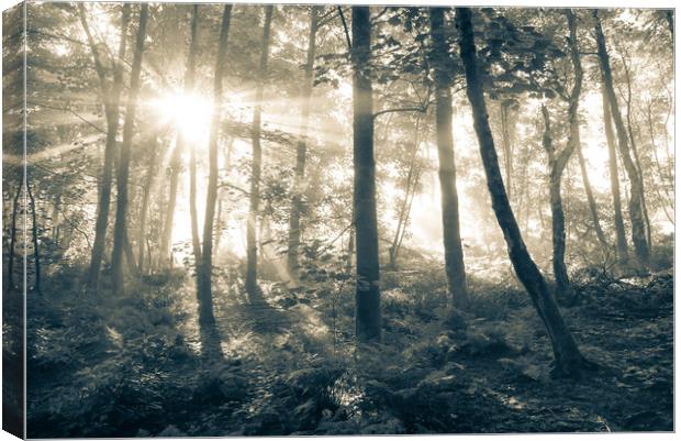 Sunbeams in a misty English woodland Canvas Print by Andrew Kearton