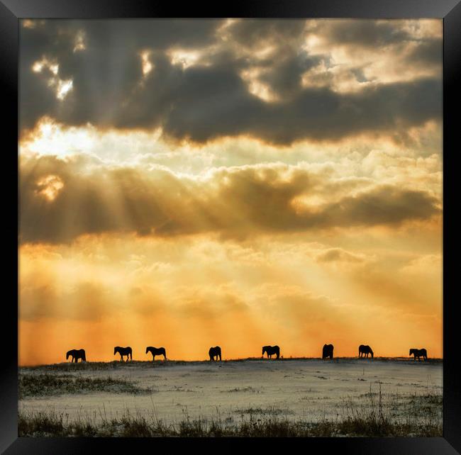 All in a Line Framed Print by Adrian Campfield