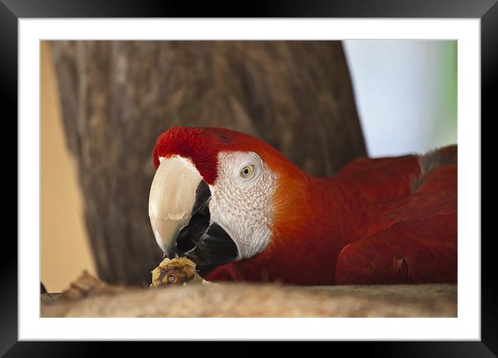 Scarlet Macaw eating fruit Framed Mounted Print by Craig Lapsley
