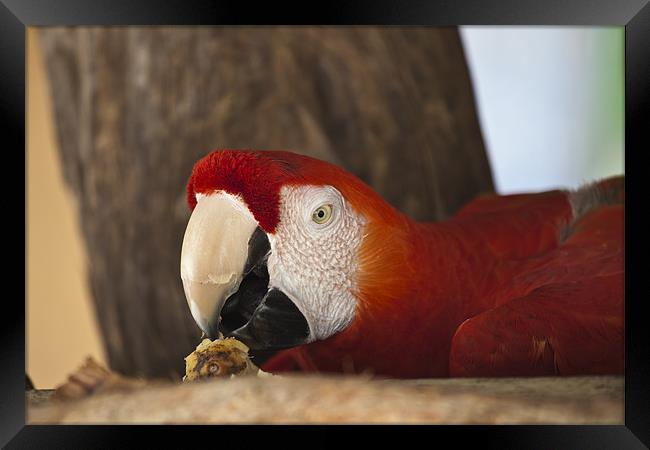 Scarlet Macaw eating fruit Framed Print by Craig Lapsley
