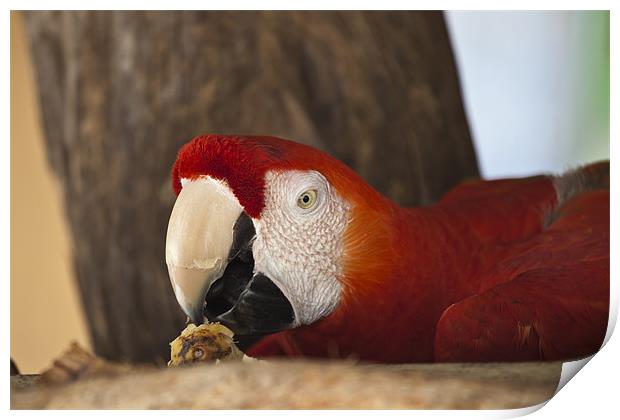 Scarlet Macaw eating fruit Print by Craig Lapsley