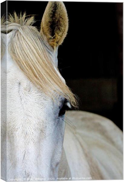 Pony in stable  Canvas Print by Craig Williams