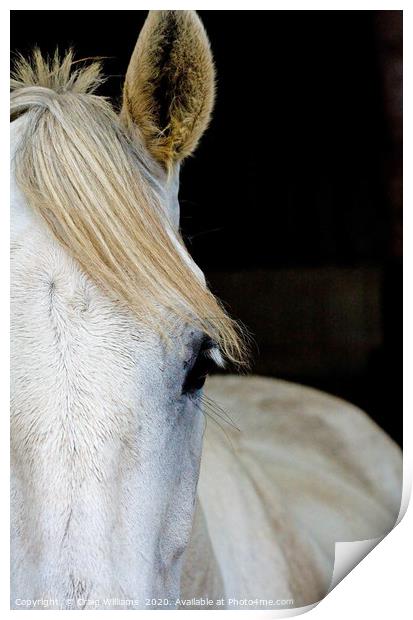 Pony in stable  Print by Craig Williams