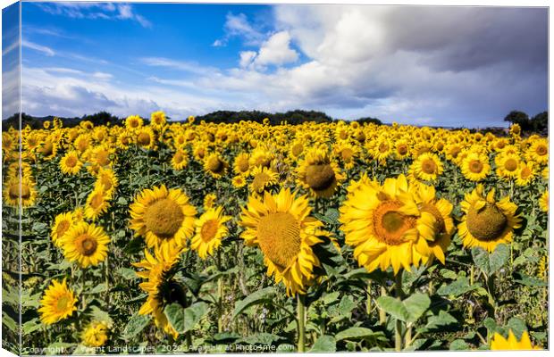 Field Of Sunflowers With A Blue Sky And Clouds Canvas Print by Wight Landscapes