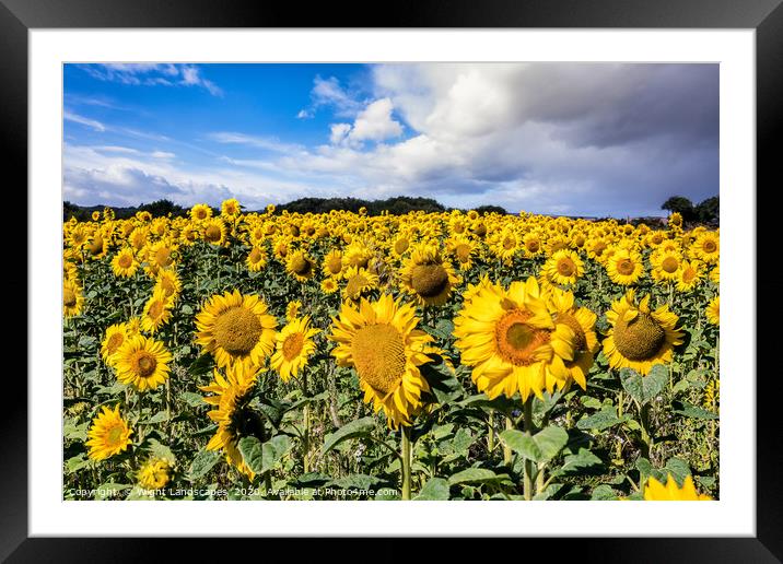 Field Of Sunflowers With A Blue Sky And Clouds Framed Mounted Print by Wight Landscapes
