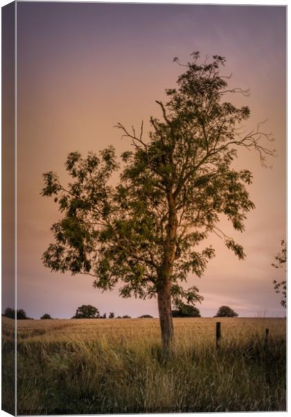 The Majestic Evening Tree Canvas Print by Jeremy Sage