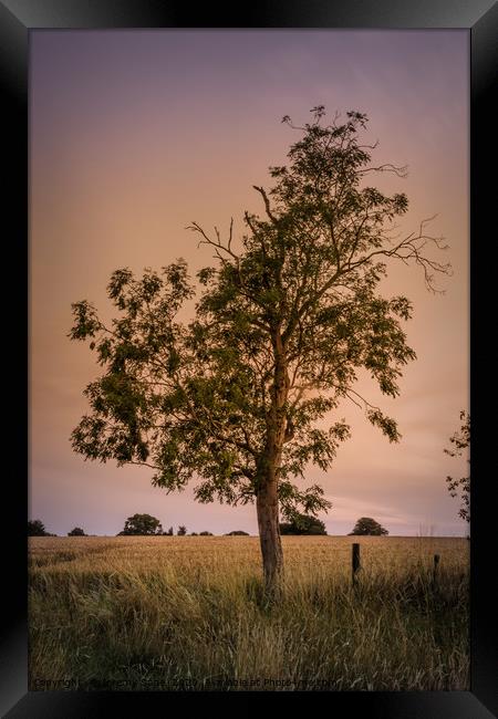 The Majestic Evening Tree Framed Print by Jeremy Sage