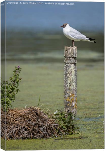 Guarding nest Canvas Print by Kevin White
