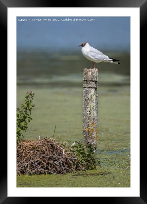 Guarding nest Framed Mounted Print by Kevin White