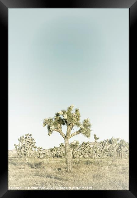 Joshua Tree | Vintage Framed Print by Melanie Viola