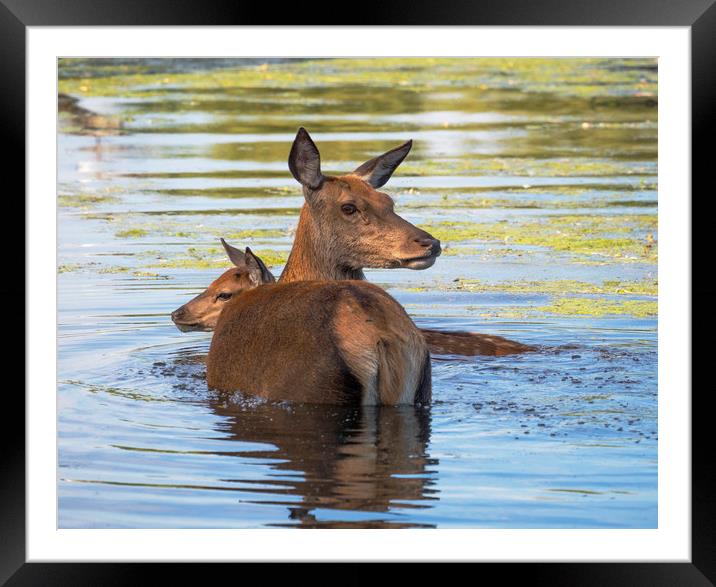 Deer Summer Swim Framed Mounted Print by Clive Eariss