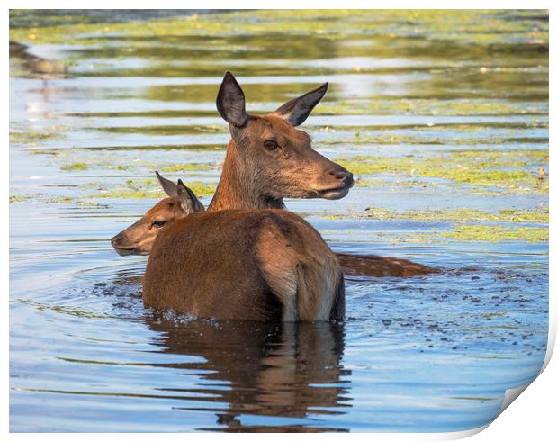 Deer Summer Swim Print by Clive Eariss