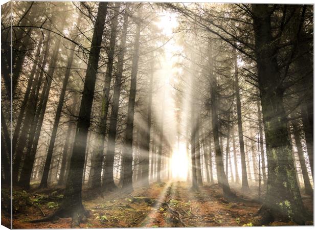 Rays of light in the forest Canvas Print by Simon Marlow