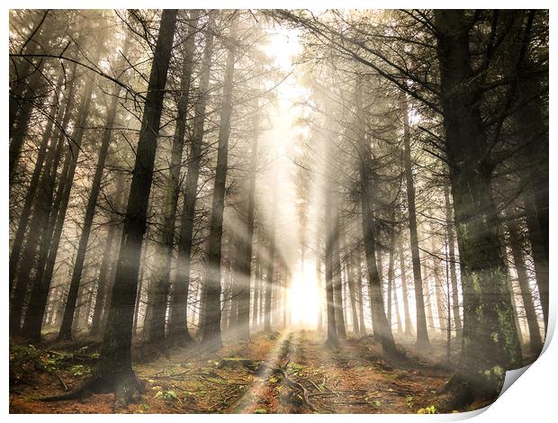 Rays of light in the forest Print by Simon Marlow