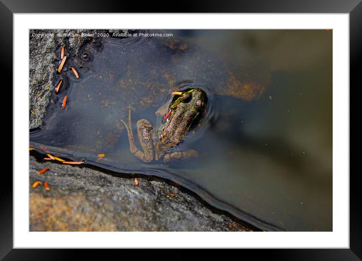 Mink Frog in Adirondack Mountain Wilderness Area Framed Mounted Print by Nathan Bickel