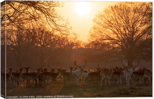 Fallow Deer herd  Canvas Print by Chris Rabe