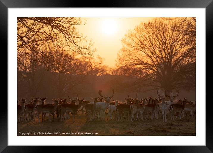 Fallow Deer herd  Framed Mounted Print by Chris Rabe