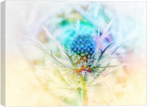Majestic Blue Thistle Canvas Print by Beryl Curran