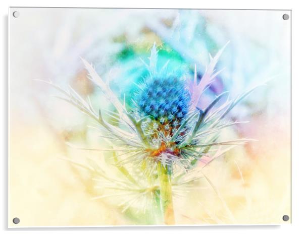Majestic Blue Thistle Acrylic by Beryl Curran