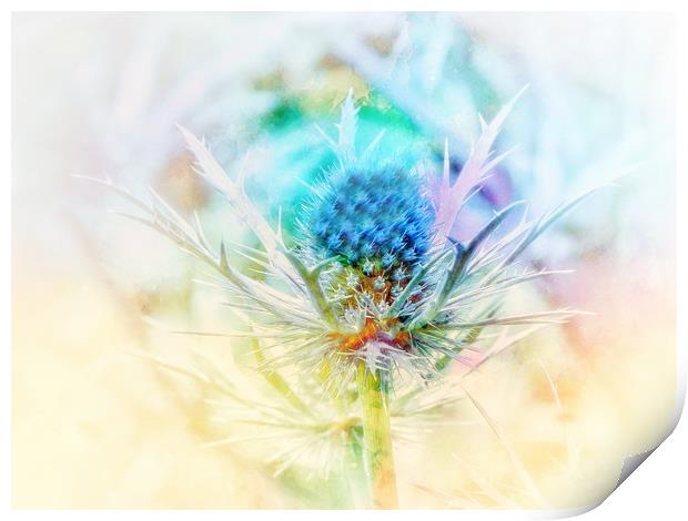 Majestic Blue Thistle Print by Beryl Curran