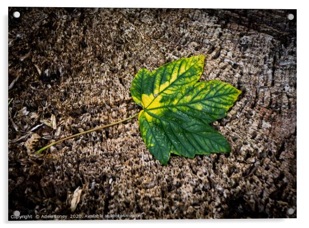 Lonely Fallen Leaf Acrylic by Adele Loney