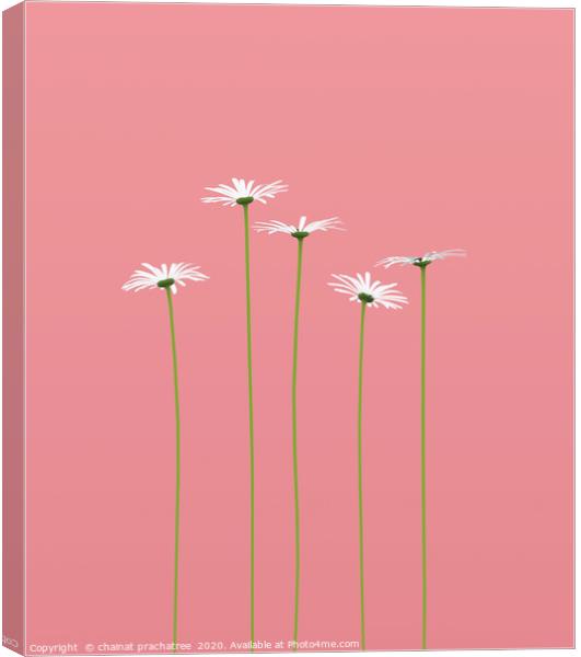 Daisy flower on pastel color background,3d renderi Canvas Print by chainat prachatree