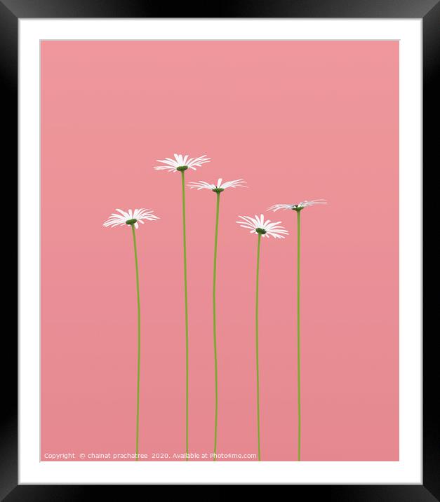 Daisy flower on pastel color background,3d renderi Framed Mounted Print by chainat prachatree