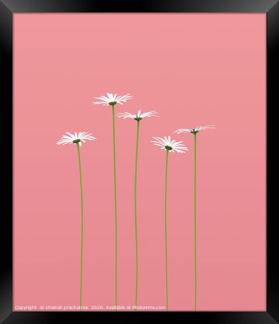Daisy flower on pastel color background,3d renderi Framed Print by chainat prachatree