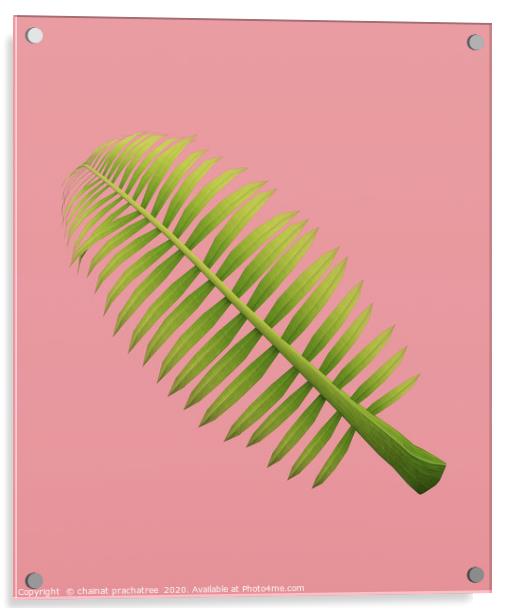 Palm frond on pastel color background,3d rendering Acrylic by chainat prachatree