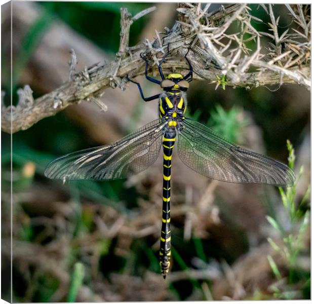 Golden-ringed Dragonfly. Canvas Print by Angela Aird