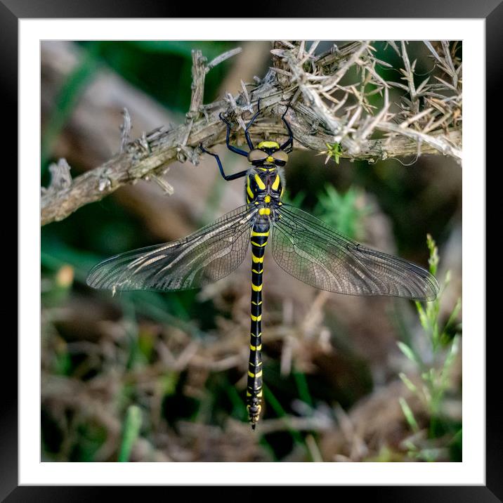 Golden-ringed Dragonfly. Framed Mounted Print by Angela Aird