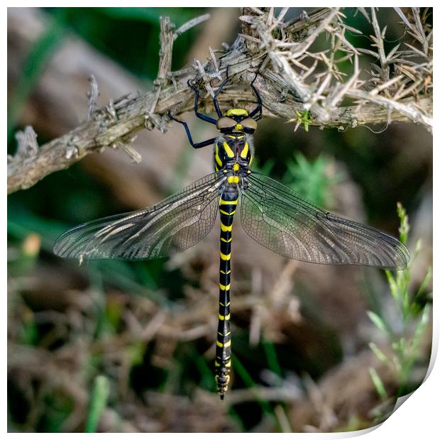 Golden-ringed Dragonfly. Print by Angela Aird