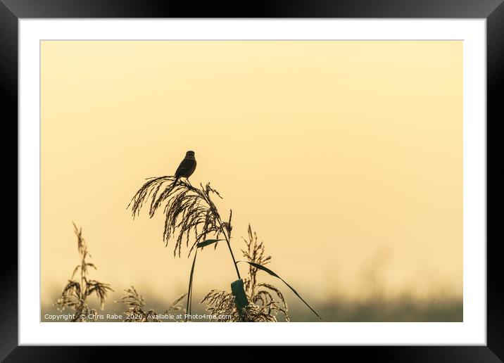 Silhouette of a Stonechat  Framed Mounted Print by Chris Rabe