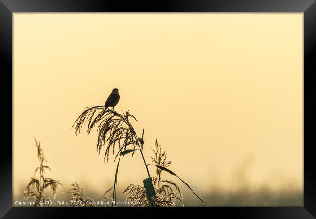 Silhouette of a Stonechat  Framed Print by Chris Rabe