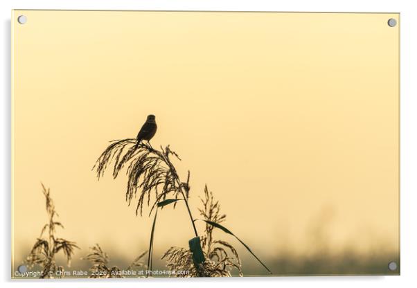 Silhouette of a Stonechat  Acrylic by Chris Rabe