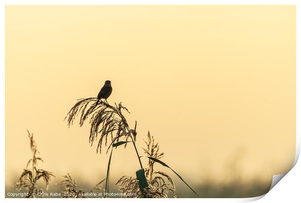 Silhouette of a Stonechat  Print by Chris Rabe