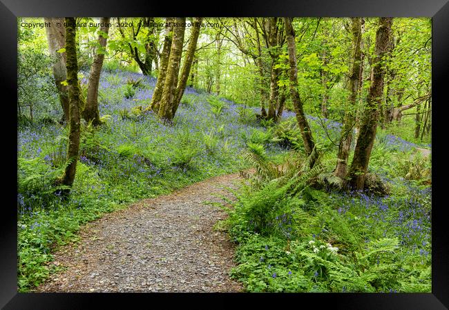 Bluebell Wood Framed Print by Richard Burdon