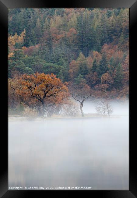 Tree's in the mist (Crummock Water) Framed Print by Andrew Ray
