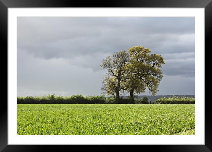TREES AND FIELD Framed Mounted Print by Sue HASKER