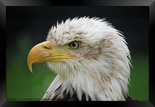 American bald eagle sub adult head and shoulders Framed Print by John Biglin