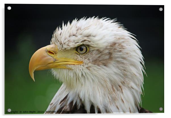 American bald eagle sub adult head and shoulders Acrylic by John Biglin
