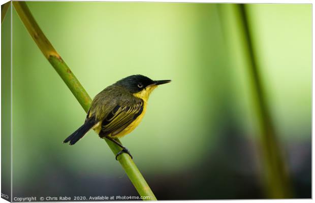 Tody flycatcher Canvas Print by Chris Rabe