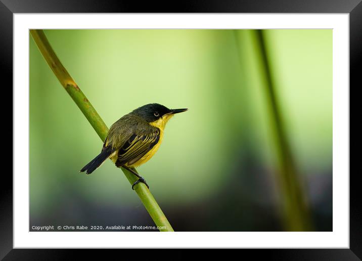 Tody flycatcher Framed Mounted Print by Chris Rabe
