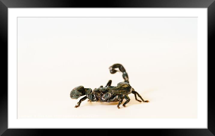 Emperor scorpion Framed Mounted Print by Chris Rabe