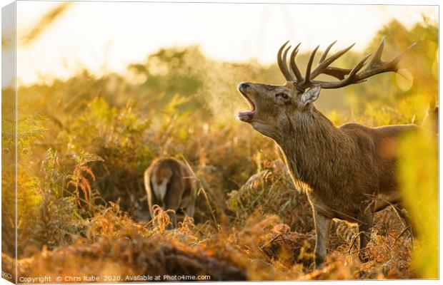 Red deer stag during rutting season Canvas Print by Chris Rabe