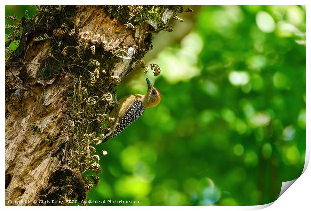 Hoffmann's Woodpecker  Print by Chris Rabe