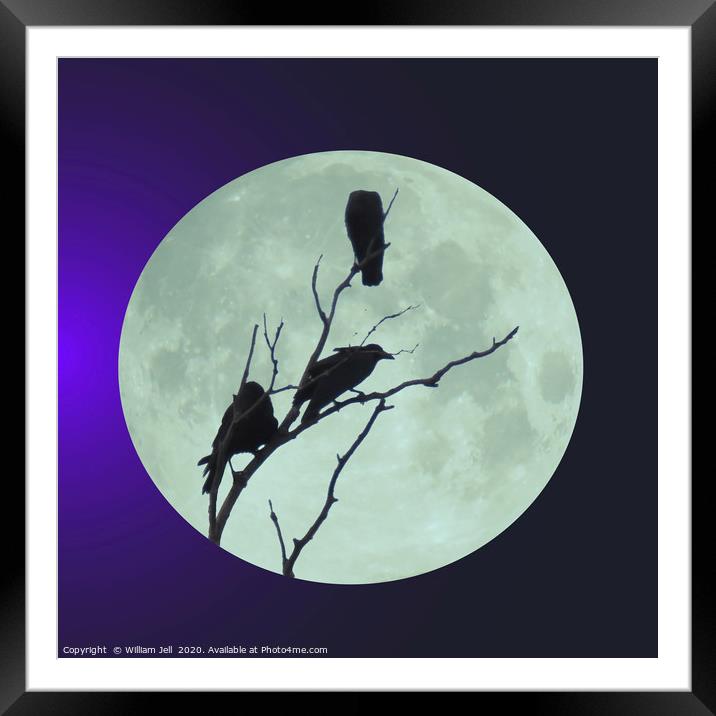 Crows in tree under a full blue moon Framed Mounted Print by William Jell