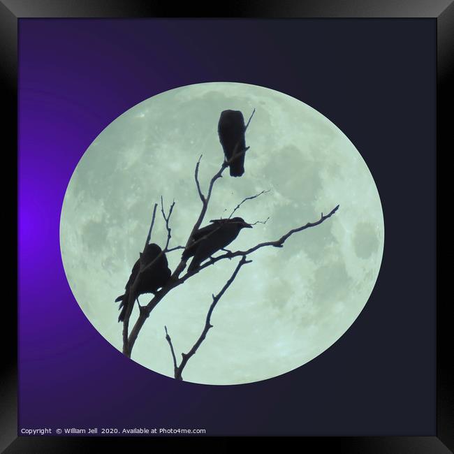Crows in tree under a full blue moon Framed Print by William Jell