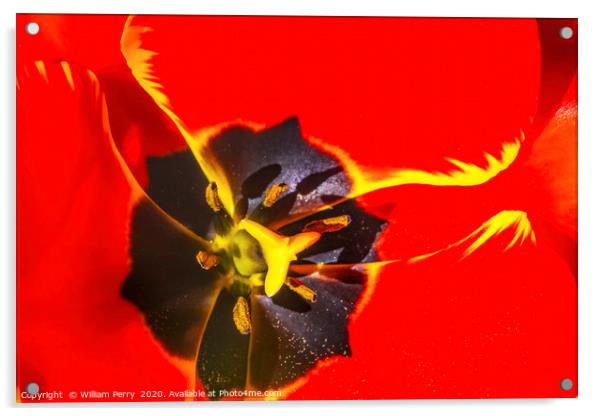 Big Red Yellow Banja Luka Tulip Petals Blooming Ma Acrylic by William Perry