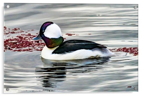 Male Bufflehead Duck Lake Washington Kirkland Wash Acrylic by William Perry